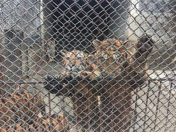 1.1 tigers in cage.jpg