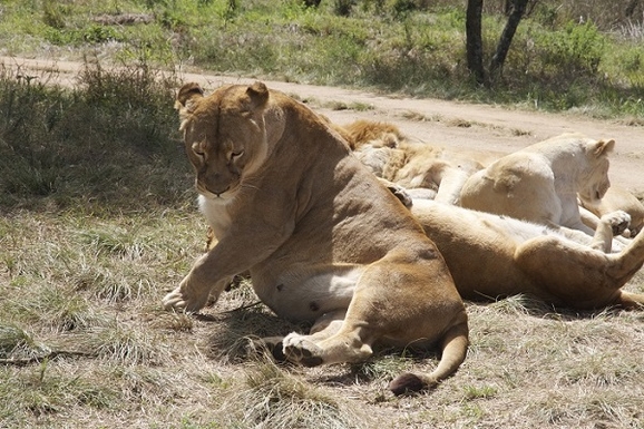 2 overweight lion.jpg